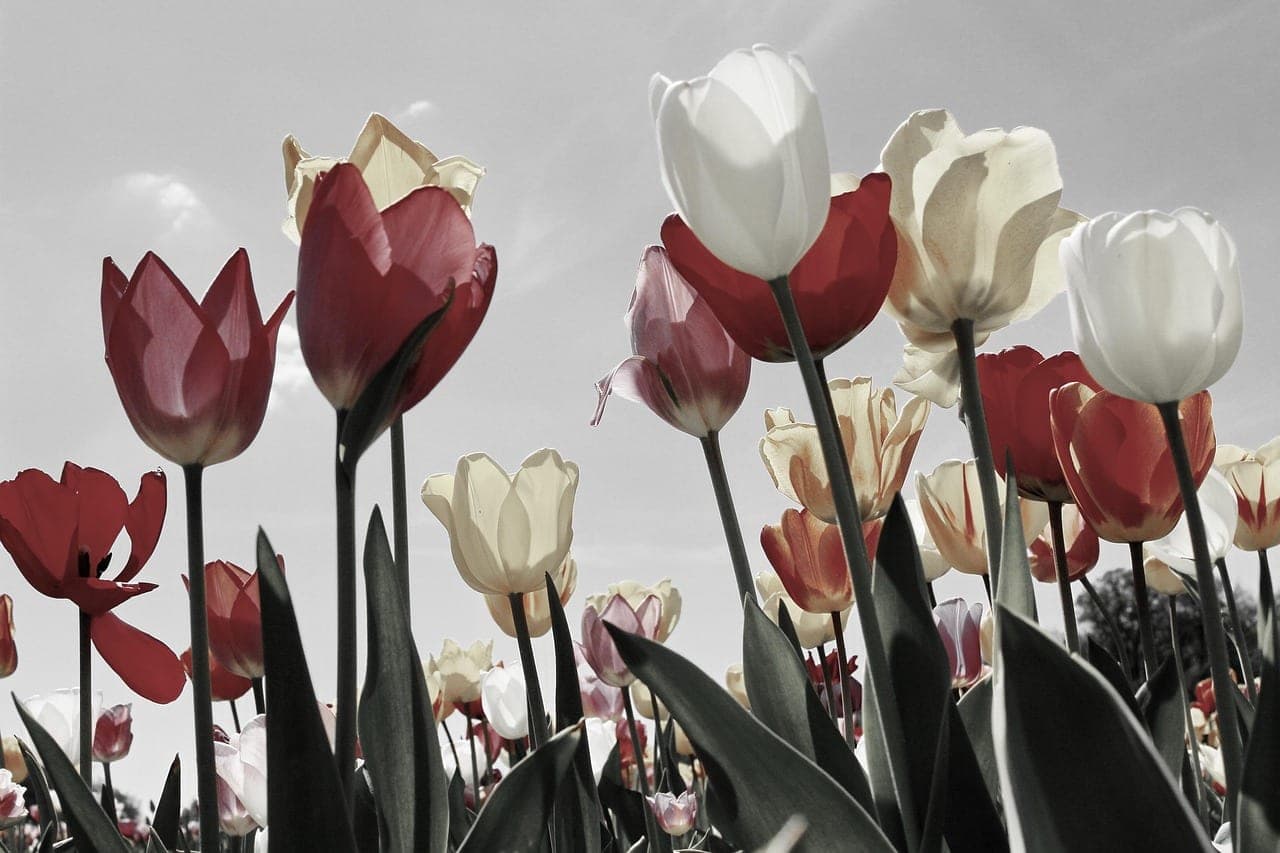 Traditional Dutch windmills above tulip fields in the Netherlands countryside