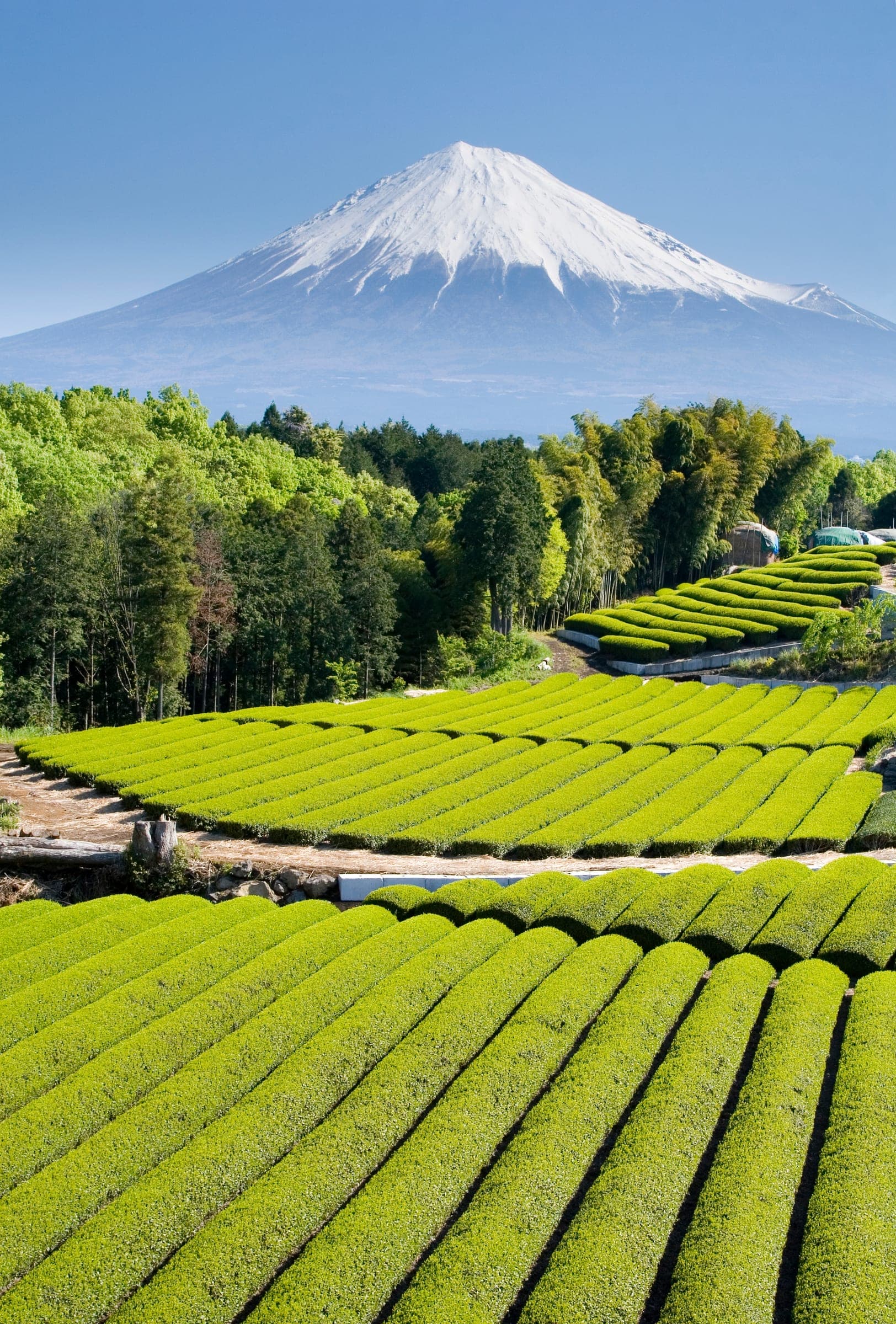 Tea fields