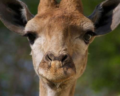 Giraffe