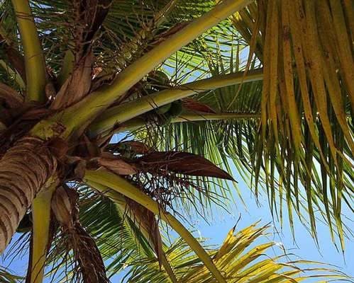 Dominican Republic