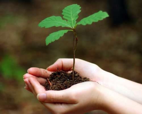 young oak tree