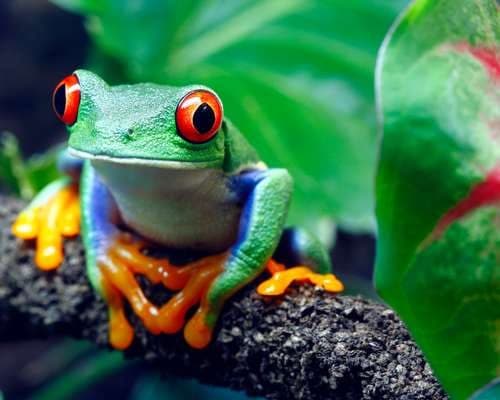 Red-Eyed Tree Frog