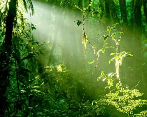 Monteverde Cloud Forest, Costa Rica