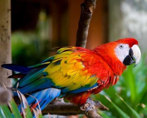 Scarlet Macaw, Costa Rica