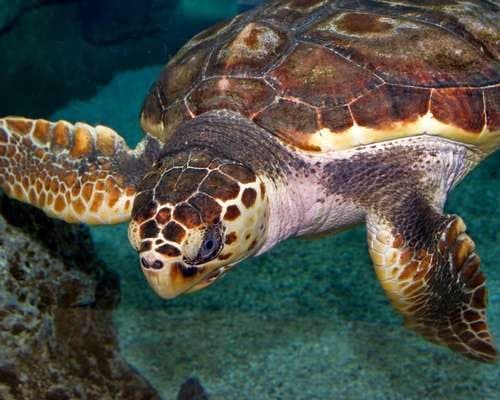 Hawksbill Turtle