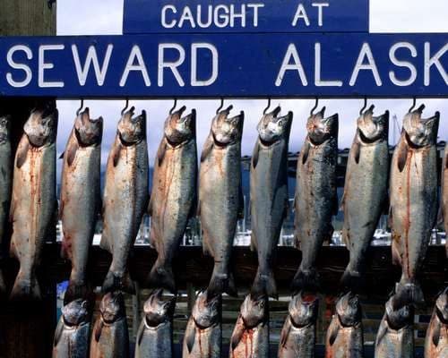 Fresh Alaskan Salmon
