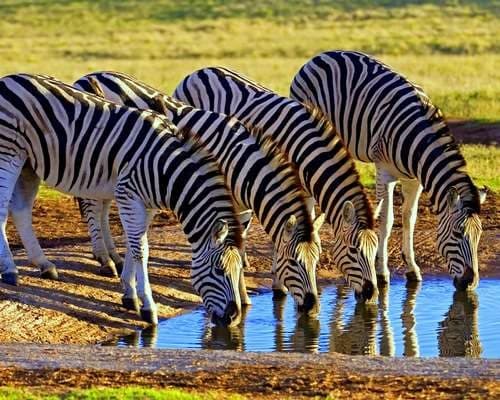 Zebra