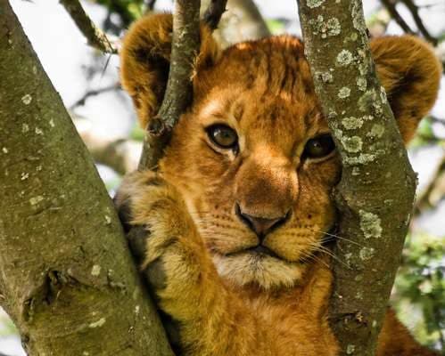 Lion Cub