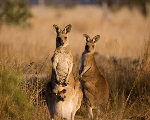 Kangaroos
