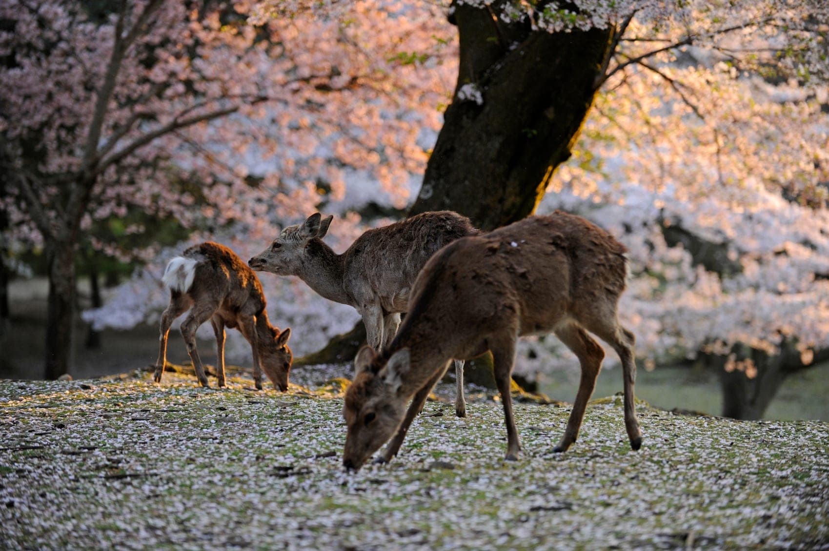 Nara