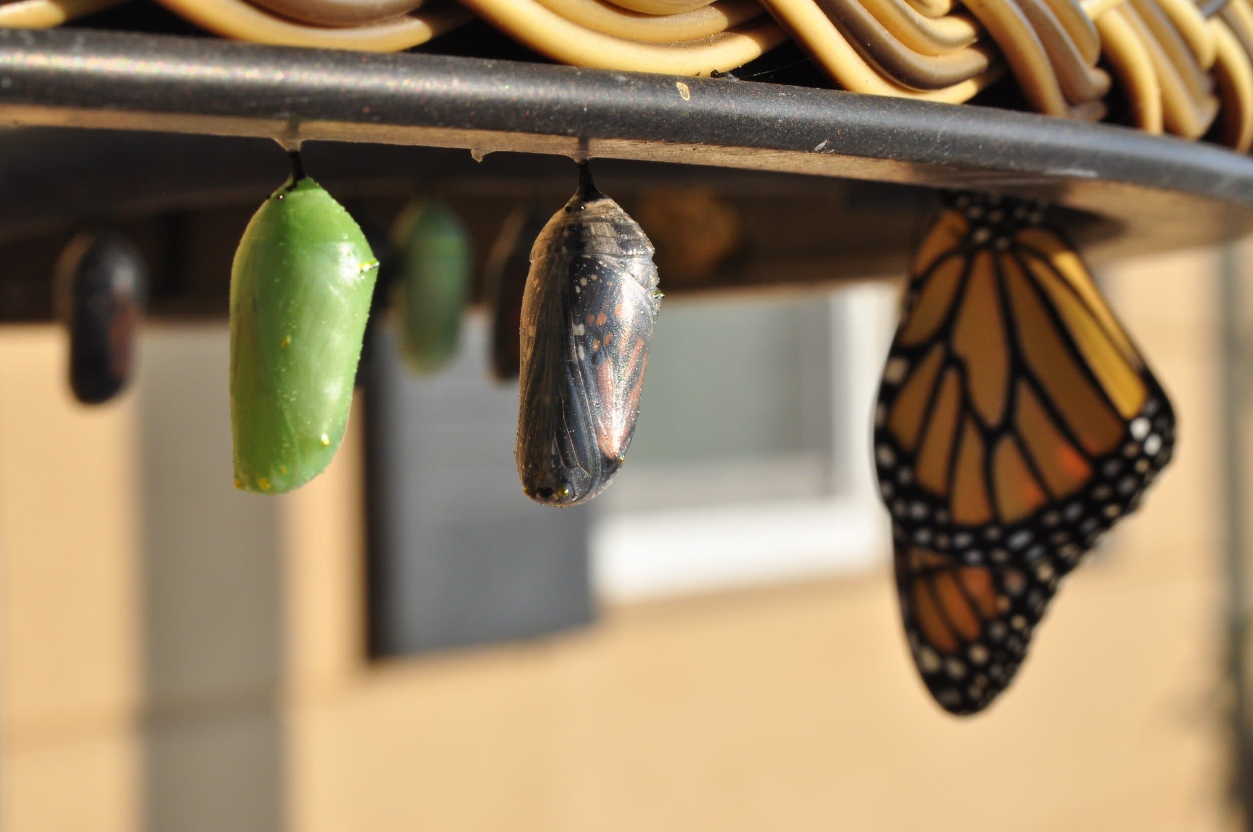 Travel Changes You: Applying Global Learning to Everyday Life