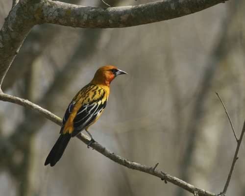 Streak-backed Oriole
