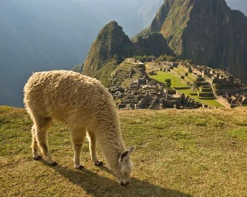 Llama
